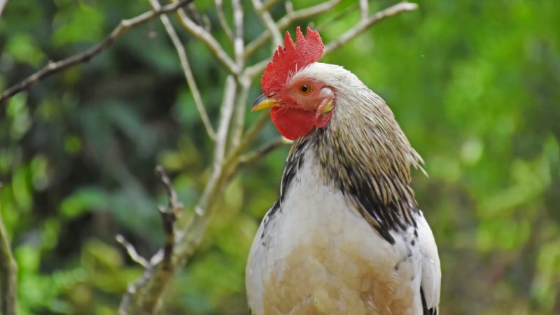 Andai Aku Menjadi Ayam Jago Aduanmu