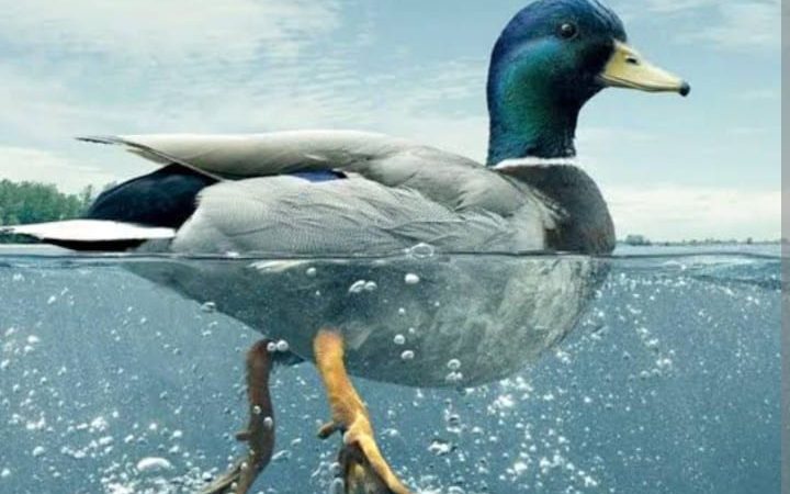 Duck Syndrome di Kalangan Mahasiswa