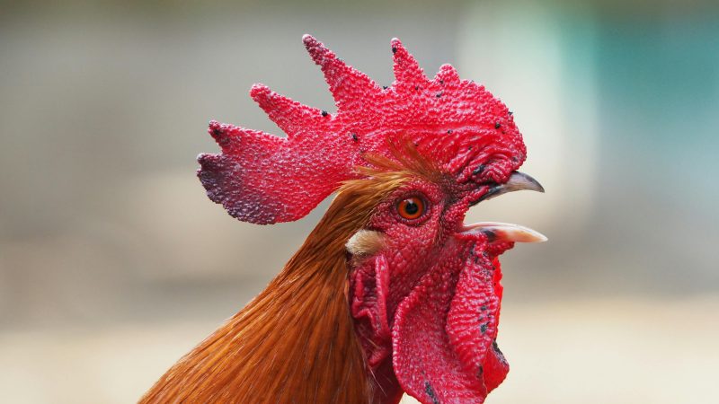 Andai Aku Menjadi Ayam Jago Aduanmu