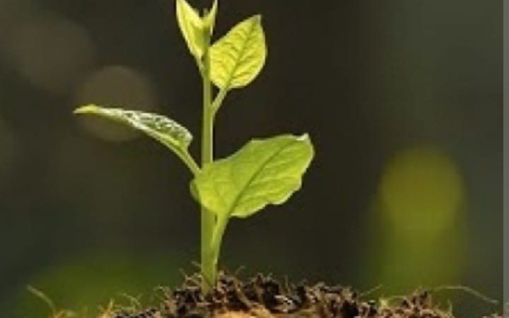 Benih Itu Mulai Tumbuh