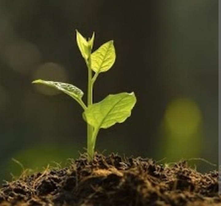 Benih Itu Mulai Tumbuh