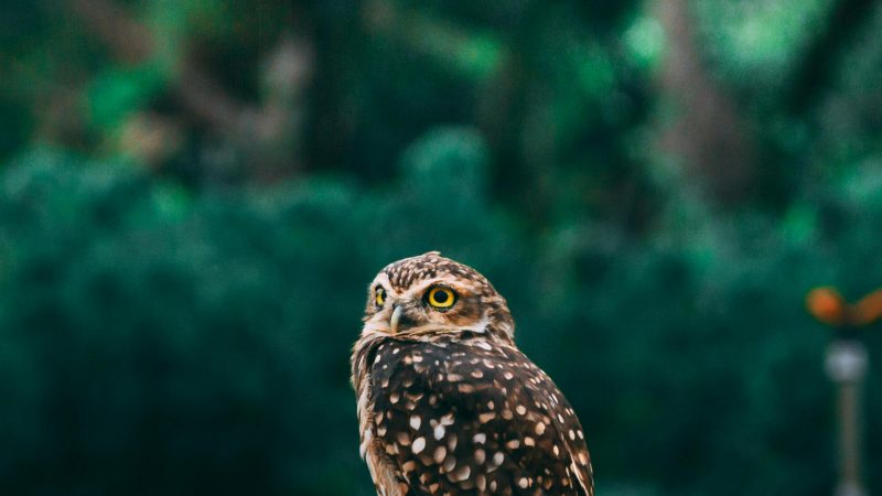 In Memoriam Romo Albertus Magnus Tan Thian Sing MSF.